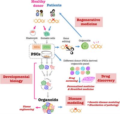 Modeling human liver organ development and diseases with pluripotent stem cell-derived organoids